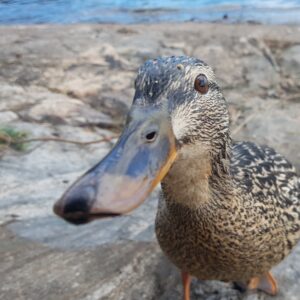 The Picking Duck